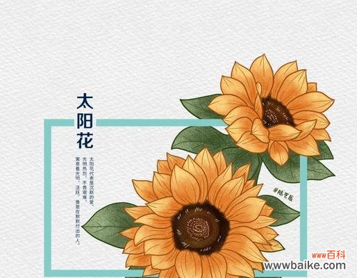 多色太阳花的花语是什么？太阳花的寓意有哪些？