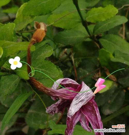 白色风雨花的花语是什么？风雨花的寓意有哪些？
