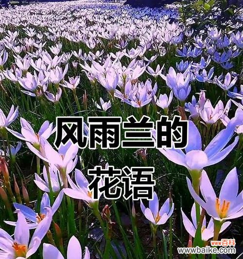 白色风雨花的花语是什么？风雨花的寓意有哪些？