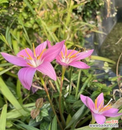 白色风雨花的花语是什么？风雨花的寓意有哪些？