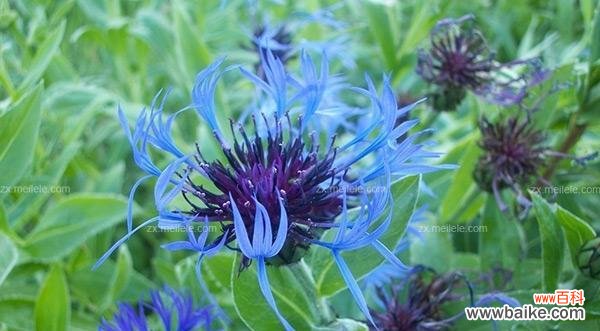 花语人间风车节是什么?风车节中花语的特别含义是什么?