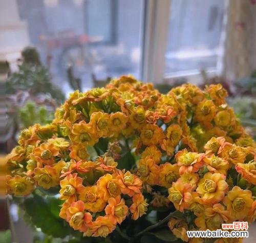 哪些花象征长寿和真诚?如何挑选寓意长寿的花卉?