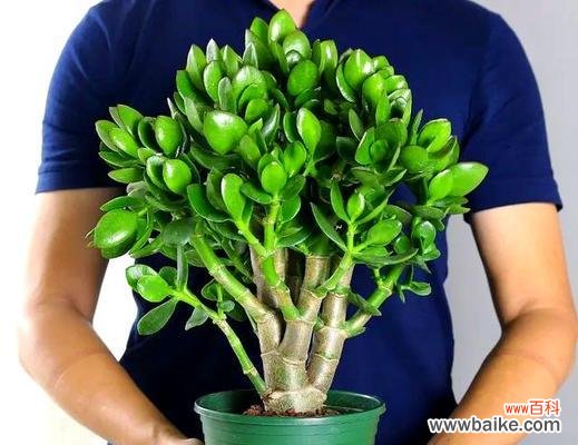 哪些花象征长寿和真诚?如何挑选寓意长寿的花卉?