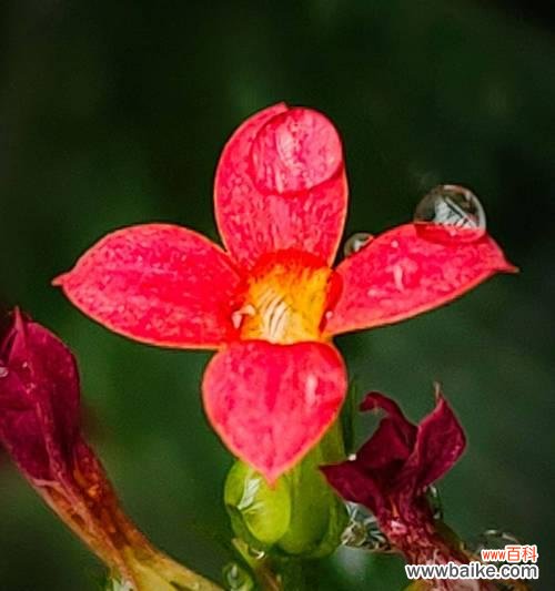 哪些花象征长寿和真诚?如何挑选寓意长寿的花卉?