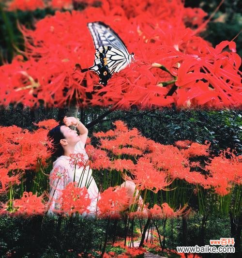 彼岸花如何象征浪漫？有哪些浪漫的彼岸花句子？