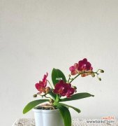 揭示蝴蝶兰花的神秘密码 蝴蝶兰花的象征意义