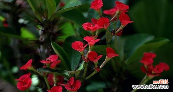 唤醒勇气和坚韧的力量 以虎刺梅的花语