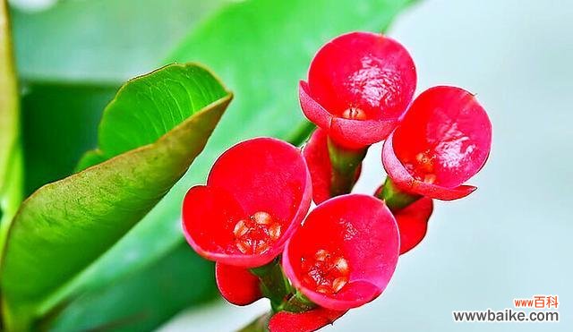 唤醒勇气和坚韧的力量 以虎刺梅的花语