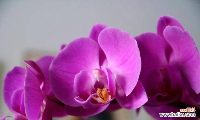 探寻蝴蝶兰的花语和寓意 蝴蝶兰