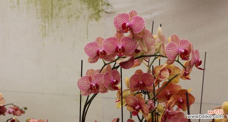 蝴蝶兰 蝴蝶兰花语与传说故事