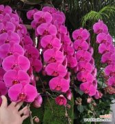 蝴蝶兰 蝴蝶兰花语与传说故事