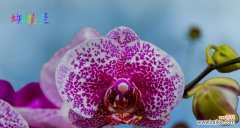 揭开蝴蝶兰的秘密，了解其深刻的含义与象征 蝴蝶兰