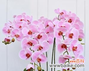 寓意深远的花语与传说 蝴蝶兰