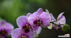 寓意深远的花语与传说 蝴蝶兰