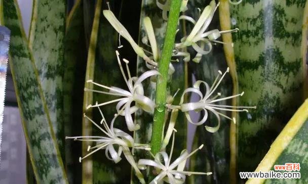 揭秘虎皮兰的花语及象征意义，让你更了解这个迷人的植物 虎皮兰的花语与寓意