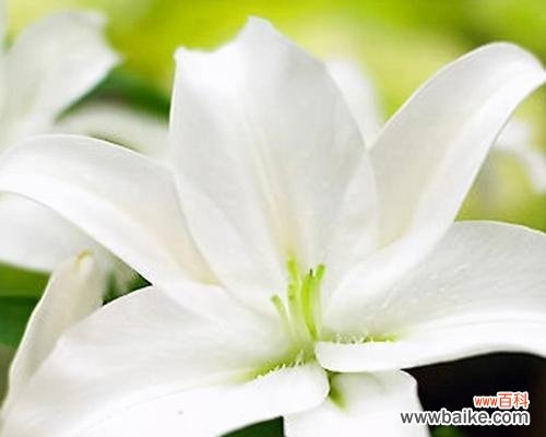 探秘虎皮百合花语的深刻内涵 虎皮百合花语与美好寓意