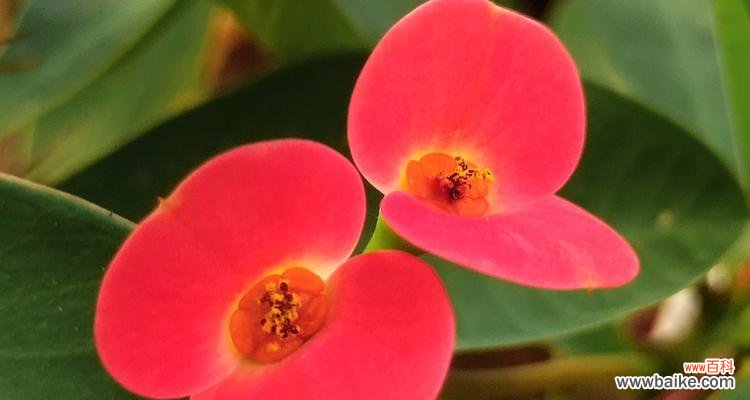 以虎刺梅花为例,探究植物在文化中的象征意义 虎刺梅花的寓意与象征意义