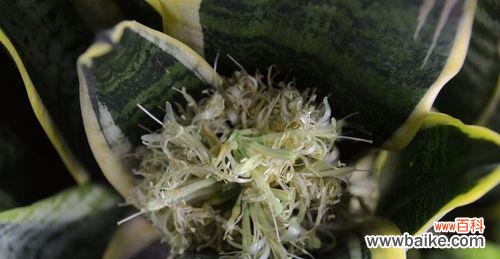 探索虎皮兰开花之美,体悟生命的奇迹 虎皮兰绽放的美丽寓意