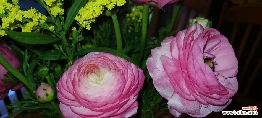 解读花毛茛的象征意义与表达方式 花毛茛的花语与含义