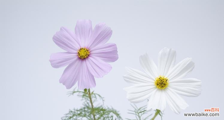 探索植物世界的奇妙之旅 花卉分类的意义及方法