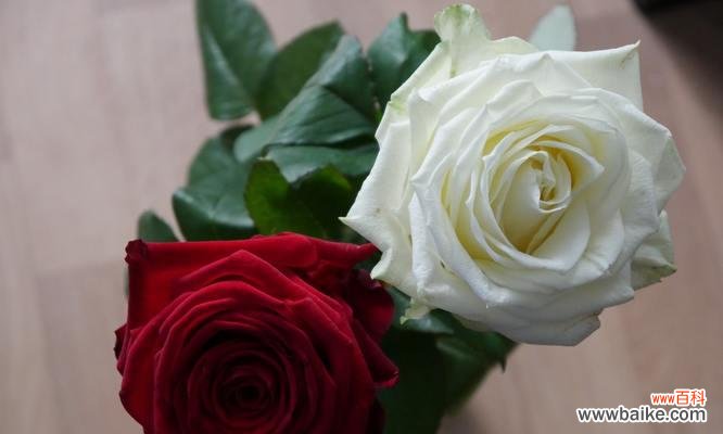 探索植物世界的奇妙之旅 花卉分类的意义及方法