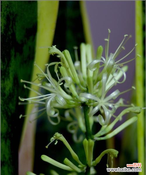 探索虎尾兰开花所传达的深刻内涵 虎尾兰开花的象征意义与寓意