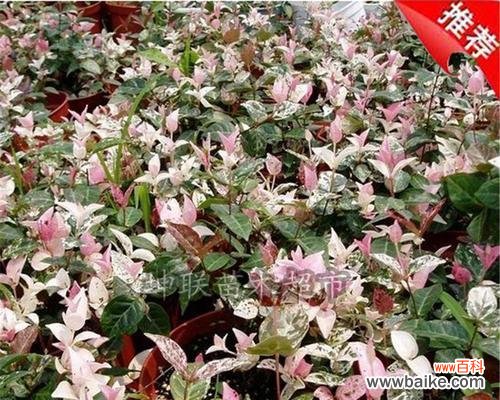 探寻花叶络石的寓意及其美丽内涵 花叶络石