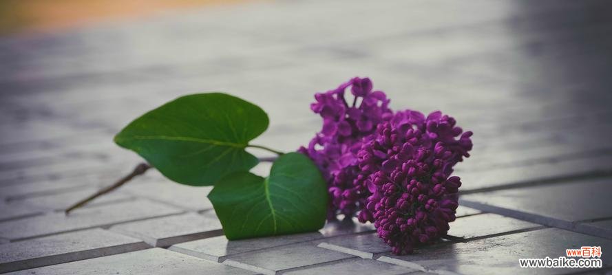 花语探秘｜追寻丁香花的美丽秘密 花开时节香气满园——以花叶丁香的花语为主题的文章