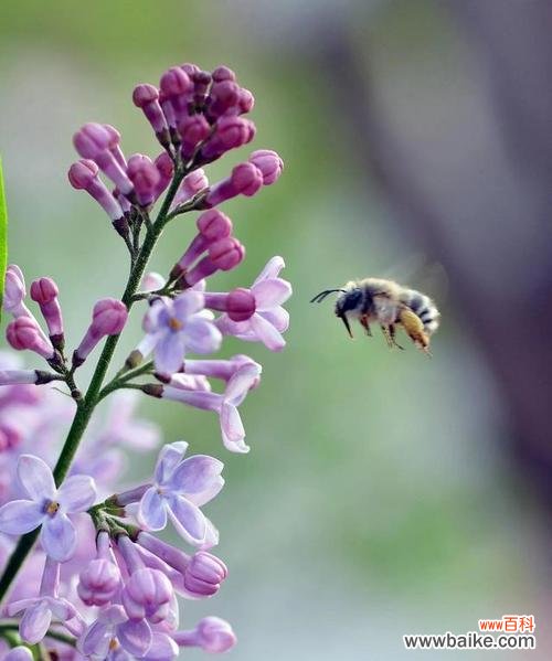 花语探秘｜追寻丁香花的美丽秘密 花开时节香气满园——以花叶丁香的花语为主题的文章