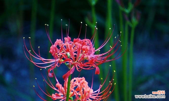 白色彼岸花的花语及其深层意义 白色彼岸花