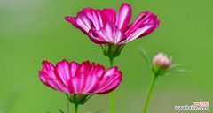 探寻白色波斯菊花语的深刻内涵 白色波斯菊的花语——纯洁与守护