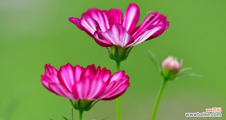 探寻白色波斯菊花语的深刻内涵 白色波斯菊的花语——纯洁与守护