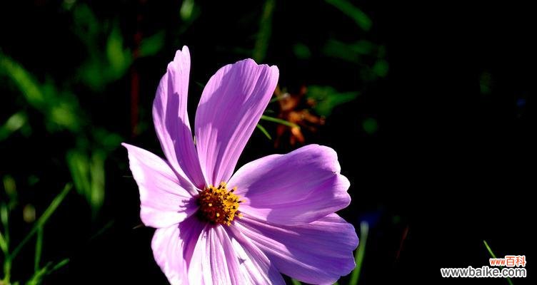 探寻白色波斯菊花语的深刻内涵 白色波斯菊的花语——纯洁与守护