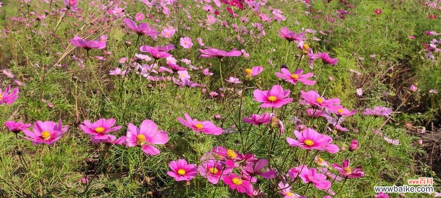 探寻白色波斯菊花语的深刻内涵 白色波斯菊的花语——纯洁与守护