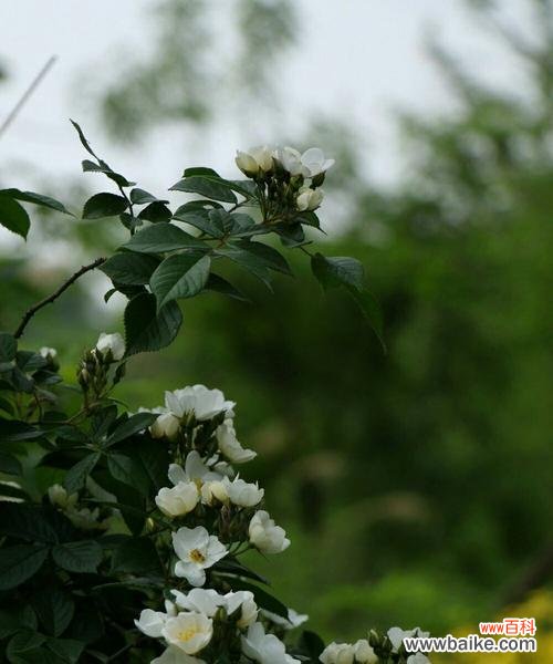 探索白蔷薇花语的深层寓意与魅力 白蔷薇花语的美丽与意义