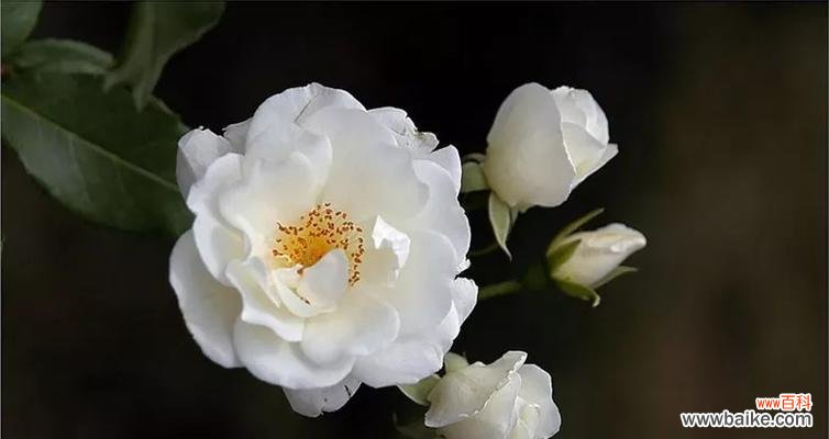 探索白蔷薇花语的深层寓意与魅力 白蔷薇花语的美丽与意义