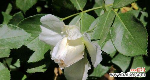 探寻白蔷薇花朵所代表的美丽与纯洁 白蔷薇的象征意义与传说