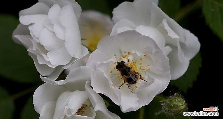 探寻白蔷薇花朵所代表的美丽与纯洁 白蔷薇的象征意义与传说