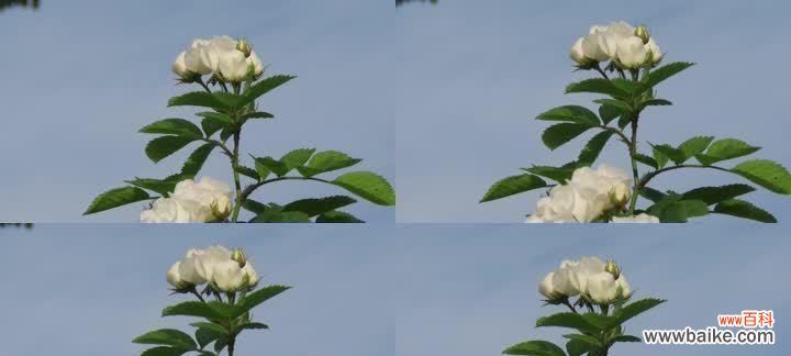 探寻白蔷薇花朵所代表的美丽与纯洁 白蔷薇的象征意义与传说