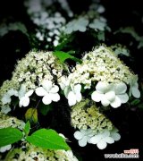 揭示白琼花花语的含义与象征 白琼花的美丽与寓意