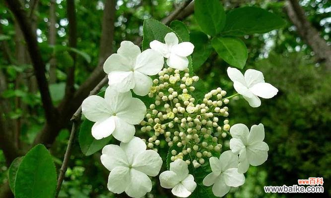 揭示白琼花花语的含义与象征 白琼花的美丽与寓意
