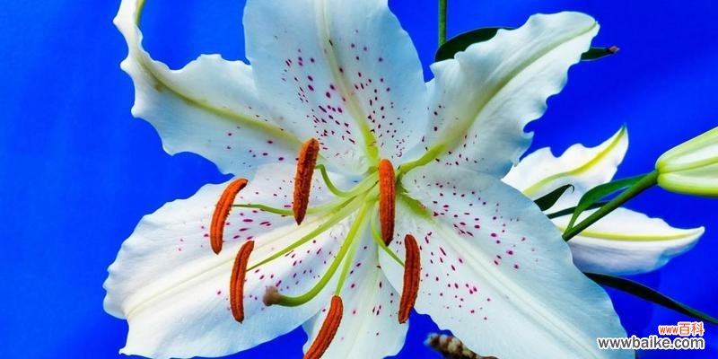 以白色百合花的花语探索真挚与美好的人生 白色百合花的花语——纯洁与祝福