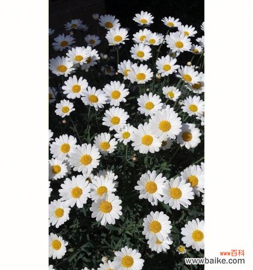 雏菊花语中的爱情 白色雏菊花语的深意