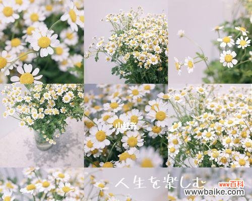 雏菊花语中的爱情 白色雏菊花语的深意