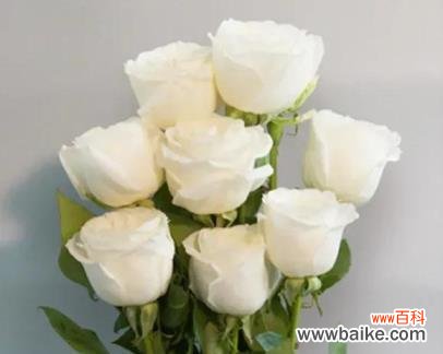 神秘纯洁的白色 白色玫瑰花花语的美丽与寓意