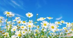 探寻白色雏菊的独特魅力 白色雏菊的花语