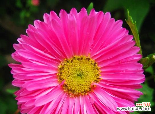 探寻白色翠菊花语的深层意义 白色翠菊的花语