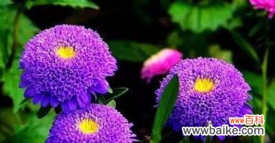 探寻白色翠菊花语的深层意义 白色翠菊的花语