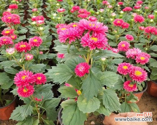 探寻白色翠菊花语的深层意义 白色翠菊的花语