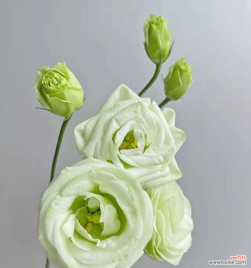 探寻白色桔梗花所传达的美丽寓意 白色桔梗花语——希望与纯洁之花